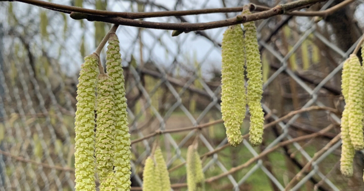 pollen allergi hassel sæsonstart dagens pollental