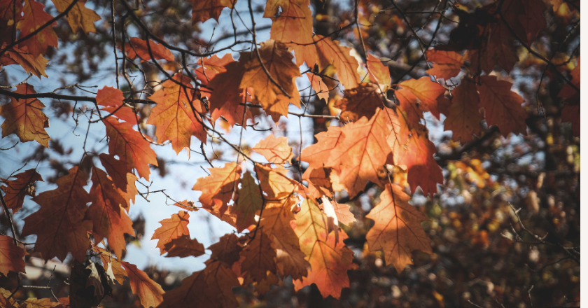 Efterårsblade